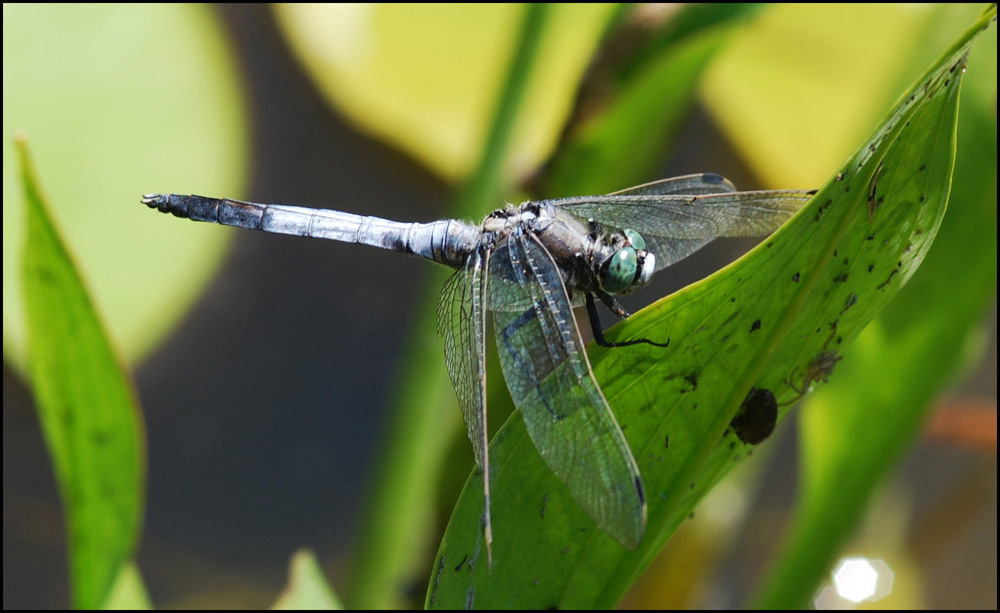 orthetrum cancellatum maschio? - No, Orthetrum albistylum